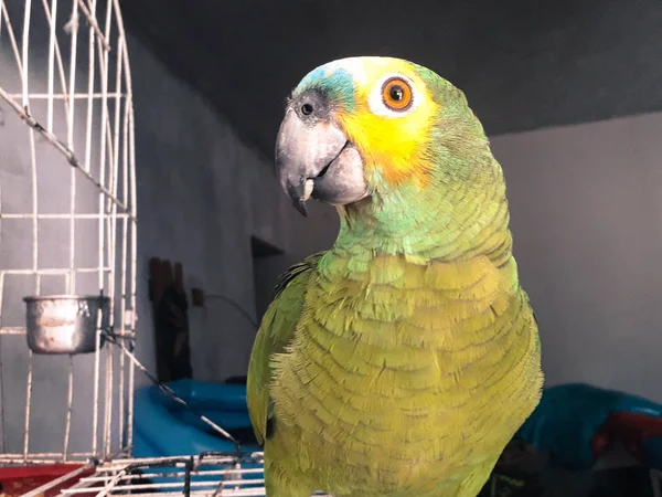 Leuke groene papegaai zittend op de kooi op zoek blij met zachte fo Stockafbeelding