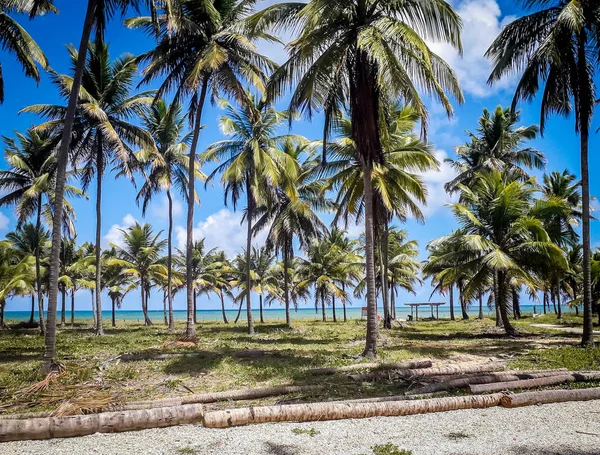 Playa de Calhetas, interior del Pernambuco, Brasil . — Foto de Stock