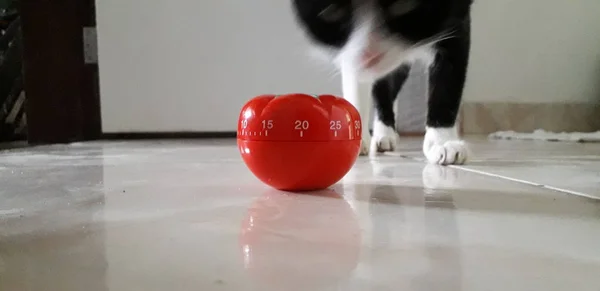 Timer Pomodoro - timer meccanico da cucina a forma di pomodoro per cucinare o studiare . — Foto Stock