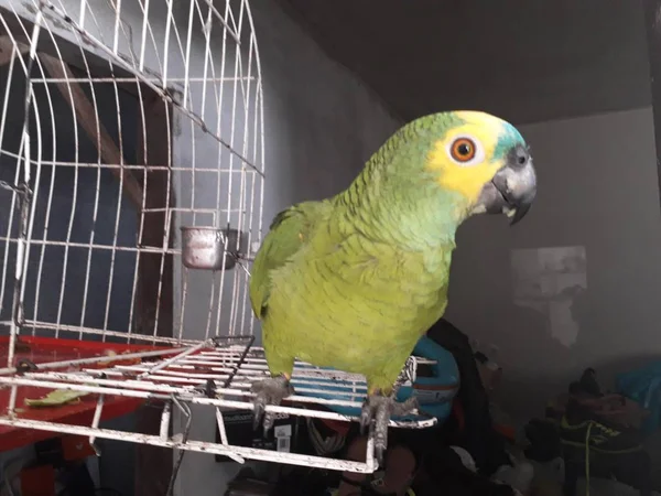 Papagaio verde bonito sentado na gaiola olhando feliz com foco suave . — Fotografia de Stock