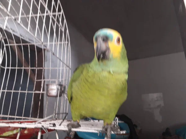 Papagaio verde bonito sentado na gaiola olhando feliz com foco suave . — Fotografia de Stock