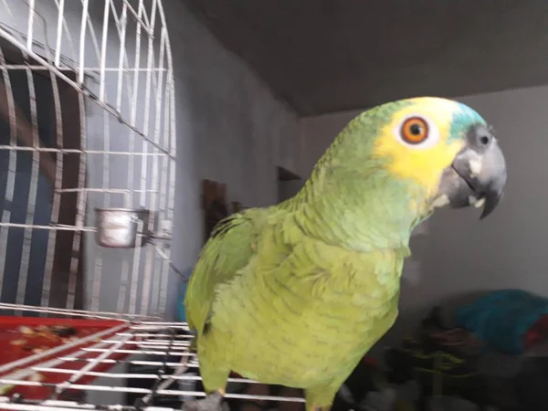 Papagaio verde bonito sentado na gaiola olhando feliz com foco suave . — Fotografia de Stock