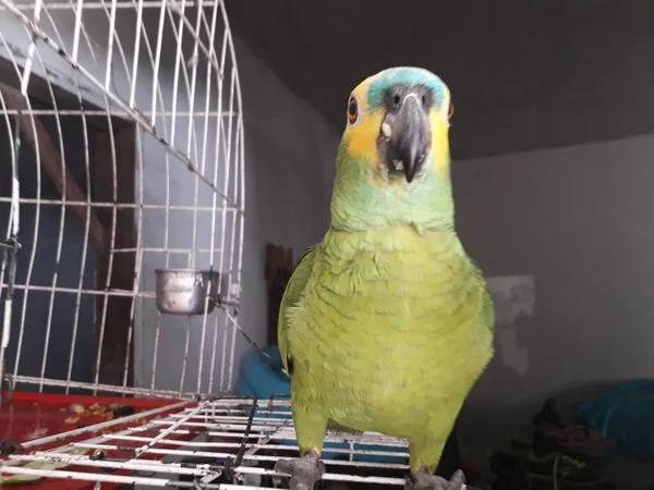 Roztomilý zelený papoušek sedící na klec, tvářili se šťastně s měkkým zaměřením. — Stock fotografie