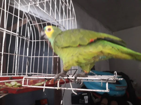 Papagaio verde bonito sentado na gaiola olhando feliz com foco suave . — Fotografia de Stock