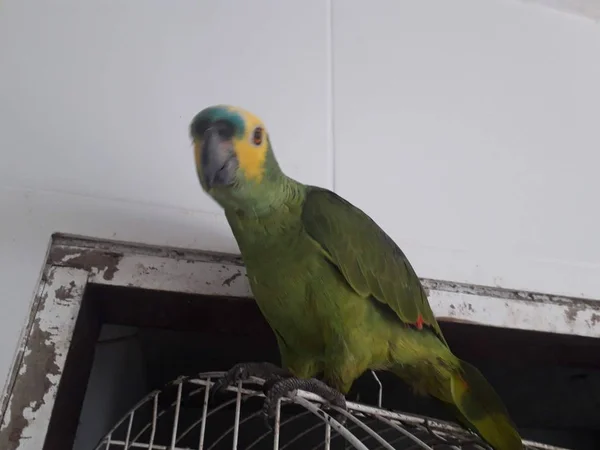 Симпатичний зелений папуга, що сидить на клітці, виглядає щасливим з м'яким фокусом . — стокове фото