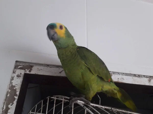 Aranyos zöld papagáj ül a ketrecben, boldog, lágy fókusz. — Stock Fotó