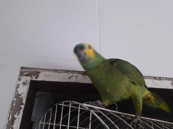 Papagaio verde bonito sentado na gaiola olhando feliz com foco suave . — Fotografia de Stock