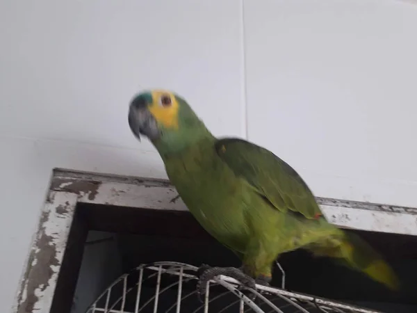 Niedlicher grüner Papagei sitzt auf dem Käfig und sieht glücklich mit weicher Fokussierung aus. — Stockfoto