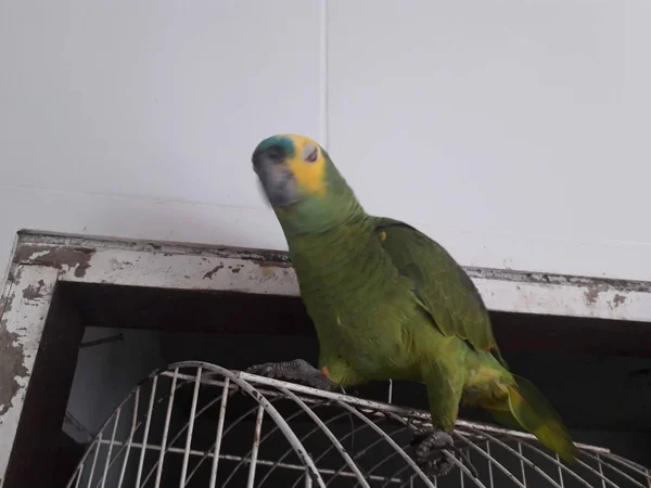 Roztomilý zelený papoušek sedící na klec, tvářili se šťastně s měkkým zaměřením. — Stock fotografie