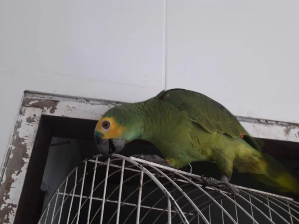 Carino pappagallo verde seduto sulla gabbia cercando felice con messa a fuoco morbida . — Foto Stock