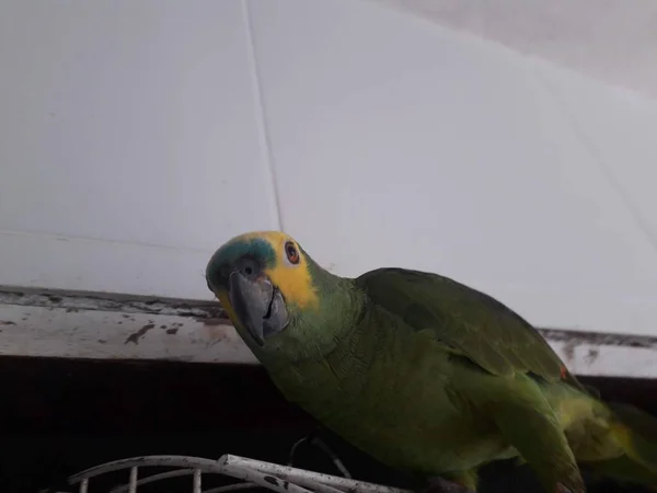 Cute green parrot sitting on the cage looking happy with soft focus. — Stock Photo, Image