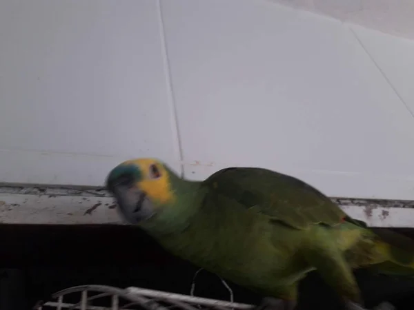 Aranyos zöld papagáj ül a ketrecben, boldog, lágy fókusz. — Stock Fotó