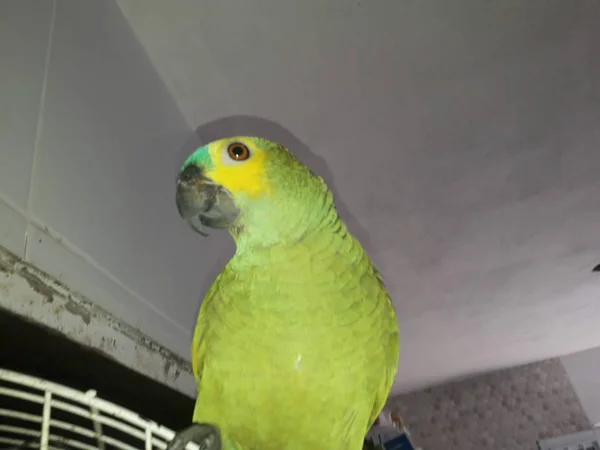 Cute green parrot sitting on the cage looking happy with soft focus. — Stock Photo, Image