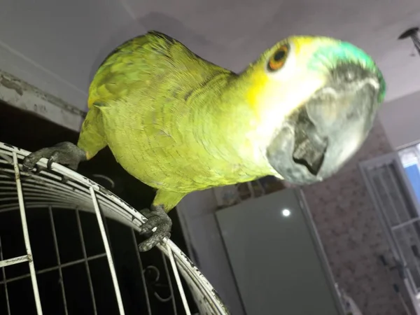 Niedlicher grüner Papagei sitzt auf dem Käfig und sieht glücklich mit weicher Fokussierung aus. — Stockfoto