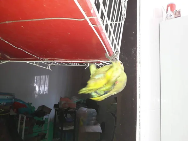 Симпатичный зеленый попугай, сидящий в клетке, выглядит счастливым с мягкой фокусировкой . — стоковое фото