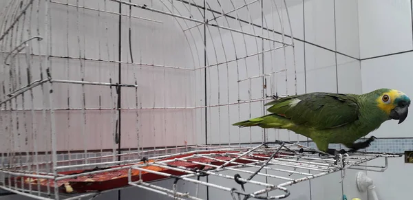 Симпатичный зеленый попугай, сидящий в клетке, выглядит счастливым с мягкой фокусировкой . — стоковое фото