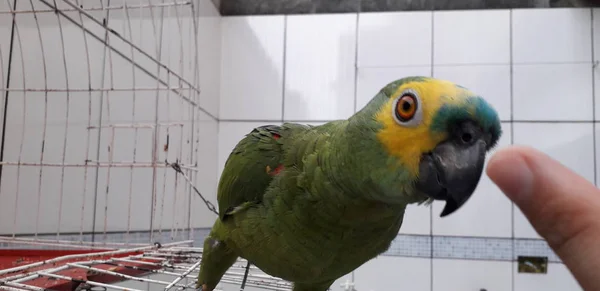 Papagaio verde bonito sentado na gaiola olhando feliz com foco suave . — Fotografia de Stock