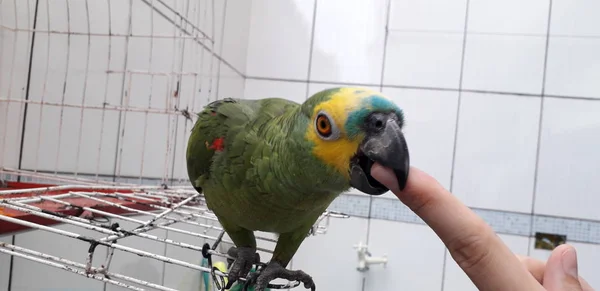 Papagaio verde bonito sentado na gaiola olhando feliz com foco suave . — Fotografia de Stock