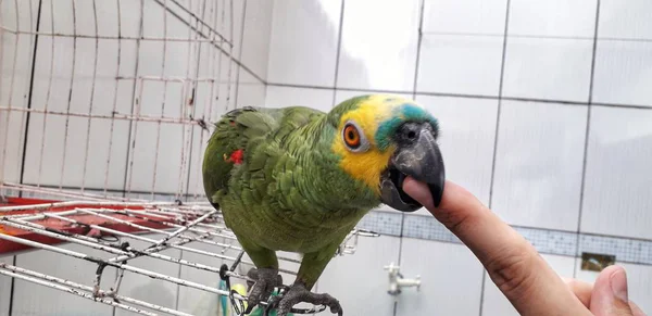 Lindo loro verde sentado en la jaula mirando feliz con enfoque suave . — Foto de Stock