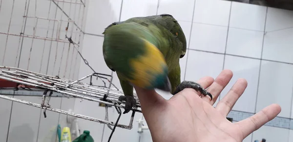 Papagaio verde bonito sentado na gaiola olhando feliz com foco suave . — Fotografia de Stock