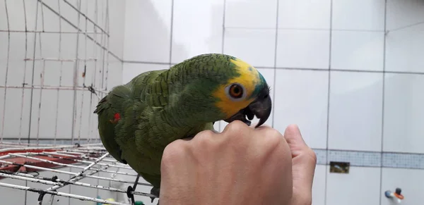 Papagaio verde bonito sentado na gaiola olhando feliz com foco suave . — Fotografia de Stock