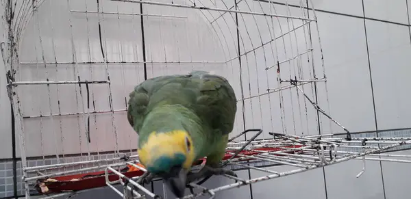 Ładna Zielona papuga siedzi na klatce wyglądający zadowolony z nieostrość. — Zdjęcie stockowe