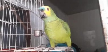 Yumuşak odak ile mutlu görünüyordu kafes oturan sevimli yeşil papağan.