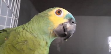 Yumuşak odak ile mutlu görünüyordu kafes oturan sevimli yeşil papağan.