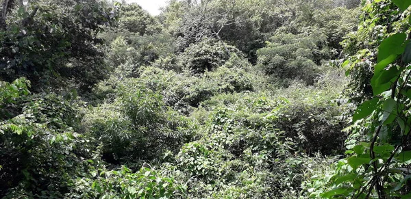 Florest on Itamatamirim, interior of pernambuco, Brazil. — Stock Photo, Image