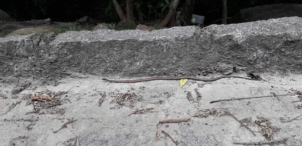 A Itamatamirim, belső, Pernambuco, Brazília florest. — Stock Fotó