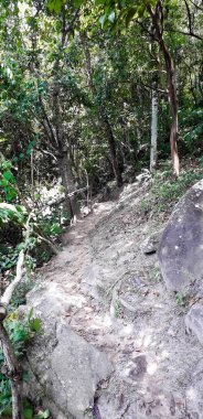 Florest üzerinde Itamatamirim, iç Pernambuco, Brezilya.