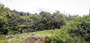 Florest üzerinde Itamatamirim, iç Pernambuco, Brezilya.