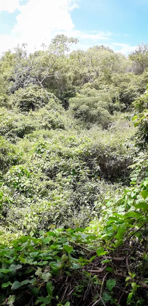 Florest on Itamatamirim, interior of pernambuco, Brazil. — Stock Photo, Image