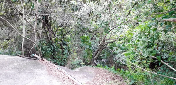 Florest auf itamatamirim, im inneren von pernambuco, brasilien. — Stockfoto