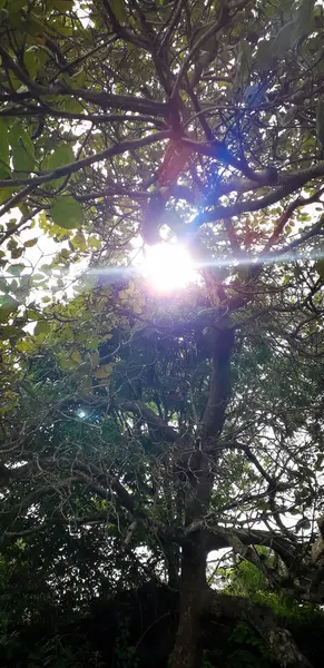 Floresta en Itamatamirim, interior de pernambuco, Brasil . — Foto de Stock