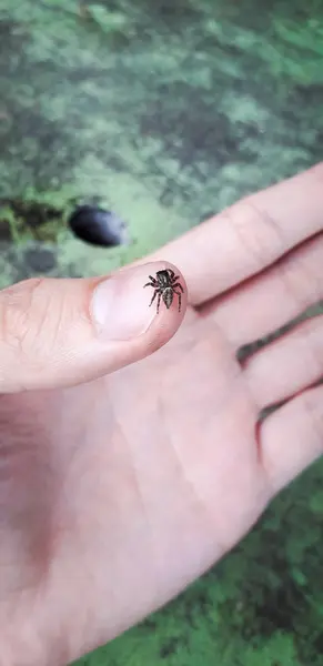 Laba-laba di tangan - Florest lokal di Itamatamirim, interior pernambuco, Brasil . — Stok Foto