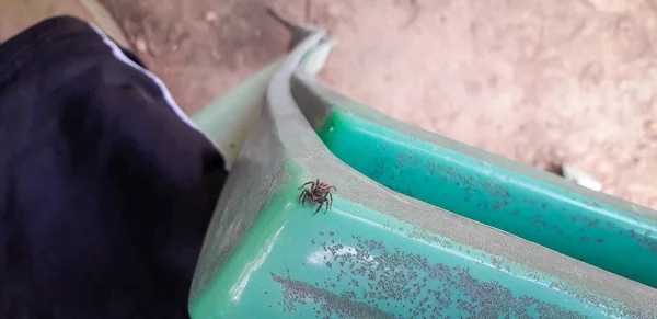 Pók a kezét - helyi florest, a Itamatamirim, belső, Pernambuco, Brazília. — Stock Fotó