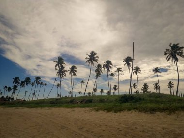 Beyaz kumlu plaj Porto de Galinhas, Pernambuco, Brezilya, Hindistan cevizi palmiye ağaçlarının.