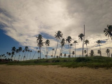 Beyaz kumlu plaj Porto de Galinhas, Pernambuco, Brezilya, Hindistan cevizi palmiye ağaçlarının.