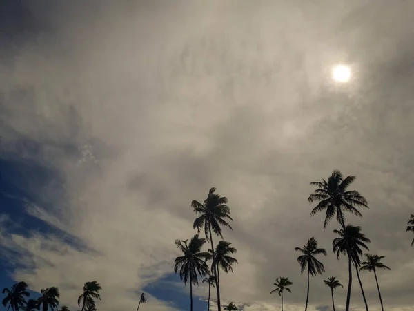 Деревья кокосовой пальмы на белом песчаном пляже в Порто-де-Галинас, Пернамбуку, Бразилия . — стоковое фото