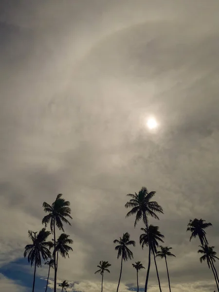 Palmeras de coco en la playa de arena blanca en Porto de Galinhas, Pernambuco, Brasil . — Foto de Stock