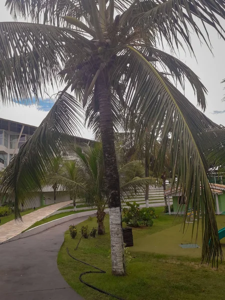 Avuç içi ve ağaçlar Brezilya düz Resort.