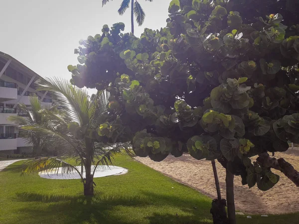 Palmeras y árboles en Flat Resort of Brazil . — Foto de Stock