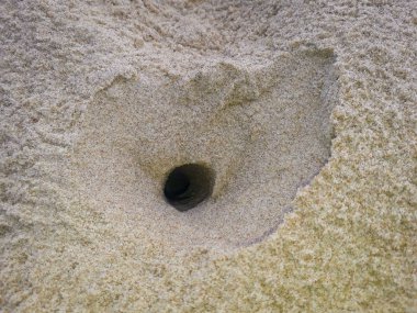 Pernambuco, Brezilya 2019 kuma Yengeç delik.