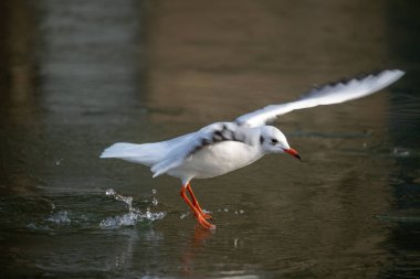 Ortak Sea Gull bir donmuş nehir yaklaşıyor