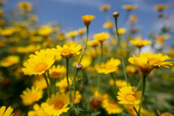 Kıbrıs kırsalında vahşi papatya çiçekleri, bahar 2019