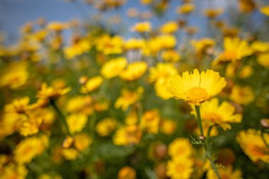 Kıbrıs kırsalında vahşi papatya çiçekleri, bahar 2019