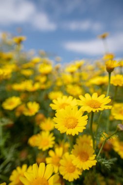 Kıbrıs kırsalında vahşi papatya çiçekleri, bahar 2019