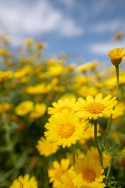 Kıbrıs kırsalında vahşi papatya çiçekleri, bahar 2019