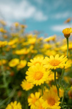 Kıbrıs kırsalında vahşi papatya çiçekleri, bahar 2019